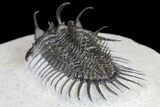 Spiny Comura Trilobite - Oufaten, Morocco #160894-5